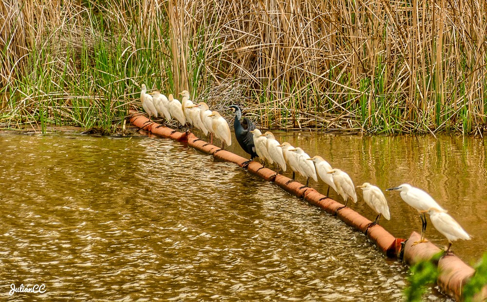 Garcillas y cormorán